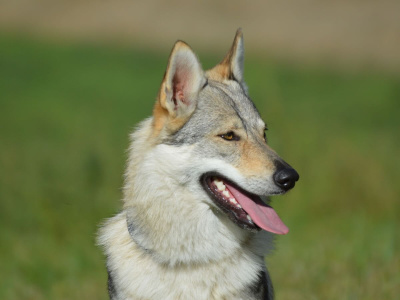 Yrga III od Úhoště